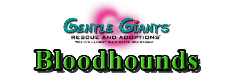 Bloodhounds at Gentle Giants Rescue and Adoptions